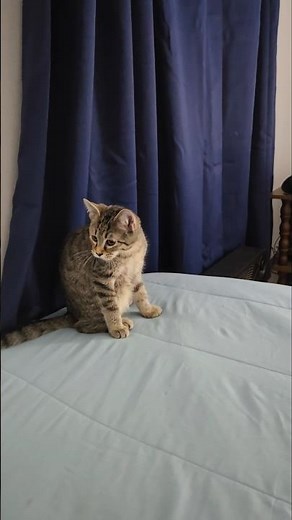 4 Month Old Kitten Is Growing Fast At 5.1 LBS Now!
