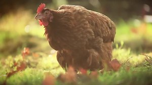 64K views · 61 reactions | Win with Wickes! How many eggs can you...