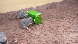 Our adorable meerkats have moved in to a brand-new glass fronted home 🏠 Guests are now given the opportunity to become immersed in the middle of Meerkat Manor, as they watch the fascinating animals socialise, play and forage. Just look at how much fun they're having! 😻 https://www.draytonmanor.co.uk/zoo | Drayton Manor