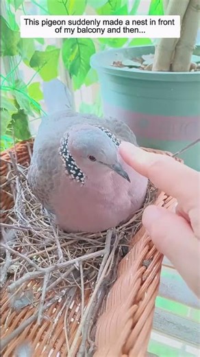 This pigeon suddenly made a nest in front of my balcony and then...