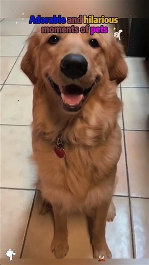 #funny #funnyshorts #viral #viralshorts#comedy #fails#prank#cute#reaction#wholesome #respect#shorts