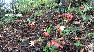 3.3K views · 87 reactions | Ranger Cathy from Paris Mountain is back and she's about to burst to show you a plant that you might find in the woods this time a year -- called hearts a bustin'! Ever seen one? | South Carolina State Parks | Facebook
