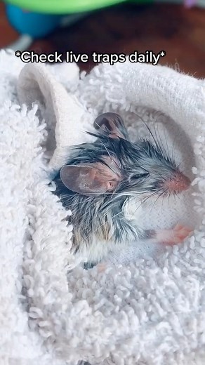 3.3M views · 21K reactions | Fun fact! This was my very first mouse...