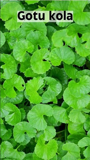 Unleashing the Power of Gotu Kola: Elevating Brain Function, Memory, and Mental Clarity| SGK English