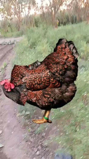 Can you stop the chicken image 💸👌🆗💵💲 | MOOD