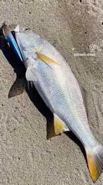 Corvinita 🐟🎣🌊#fishing #sugoi #shimanofishing #pesca #corvina #majorcraft