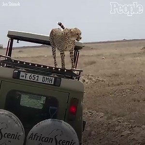 206K views · 1K reactions | This cheetah got a little too close for comfort with a group of tourists. | People | Facebook