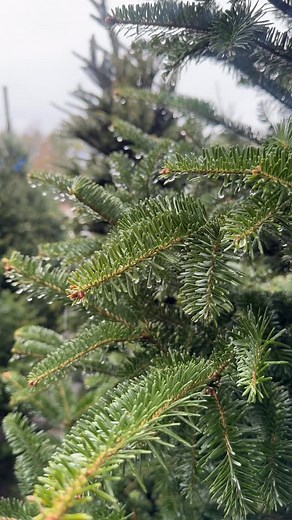 Tree Trimming Party this Friday at 5pm! Let’s deck the halls, cozy up with Christmas movies music, and make this YOUR holiday tree, Bham. 🎄 We’ll have a DIY TrimTab ornament station — bring your own to decorate or swap with the community. Craft an ornament enter to win a TTBC swag bag (6-pack, tee, koozie, beanie)! Plus, Holiday Now is pouring and ready to get you in the festive spirit. 🍻 Heads up: 🦃 Closed Thursday 🏈 Saturday: Iron Bowl! beer food specials, game on the big screen with sound