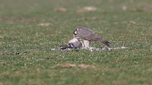 File:A Falcon consuming its prey.webm - Wikimedia Commons