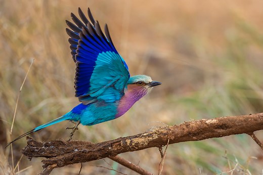 The Importance of Wildlife (With Examples)