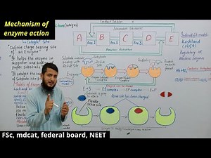 Mechanism of enzyme action | Lock and key model and induced fit model | Class 11| FSc, Mdcat