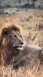10K views · 154 reactions | Chaos! Male Lion Attacked By Lionesses To Protect Cubs. .:: Sound Of Safari  A male lion being attacked by lionesses is a rare but possible occurrence in the wild like unfamiliar male invades a pride’s territory and resident lionesses may attack to defend their cubs and territory and resources are scarce, lionesses may become aggressive toward a male who tries to dominate a kill. #lions #animals #safari #wildlife | Roy Zever | Facebook