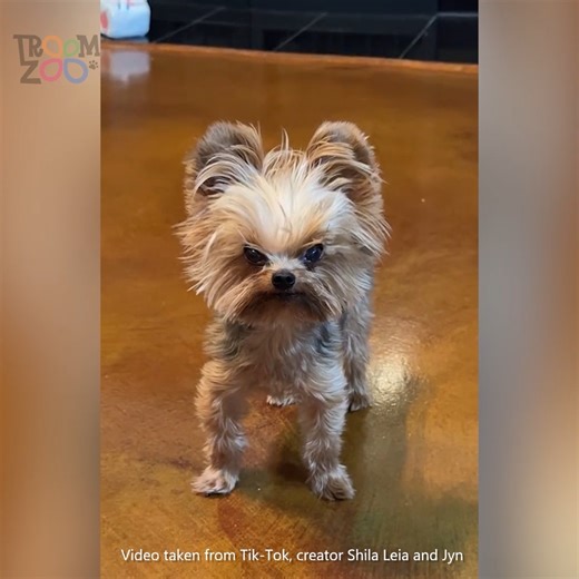 Dogs or Cats? The Battle for Our Love | Troom Troom