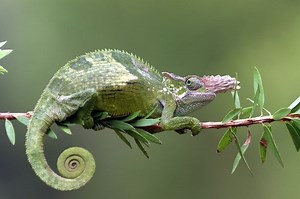 25 Jenis Satwa Reptil yang Dilindungi di Indonesia dan Nama Ilmiahnya | Kids