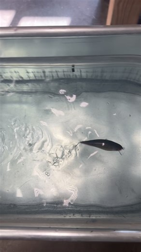 Nate Marling on Instagram: "Over 1/2 oz of tungsten transferring inside of this big jerk."