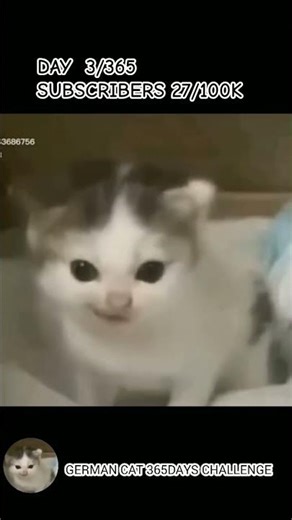 German cat speech #viral #cat #kitten #catmemes #funny #day3 #boycatvsgirlcat #german #meme #shorts
