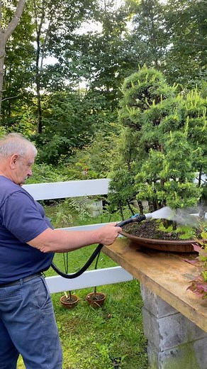 Bonsai Society on Instagram: "Impressive bonsai forests😍 @DavidEasterbrookBonsai assembled these forests decades ago using native American larches🌲 These forests have been meticulously wired, repotted every 2-3 years, watered up to twice daily during summer, pinched for compact foliage, and fertilized. Achieving such results and becoming a successful bonsai master takes years of dedication and patience. #BonsaiSociety #BonsaiMaster #CanadianBonsai #Bonsai #BonsaiTrees #BonsaiArt #DavidEasterbr