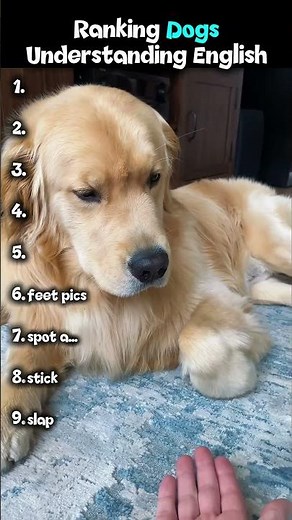 Smart Dogs Understanding English