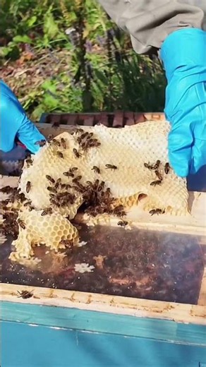 🐝 Satisfying Beekeeping #ASMR