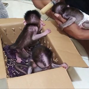 Welcome to a very adorable new baby monkey | Dejah Langosh