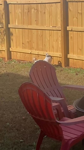 Playing together #atlanta #Georgia #atlantageorgia #atl #dog | Lorence Ronald Alcoriza