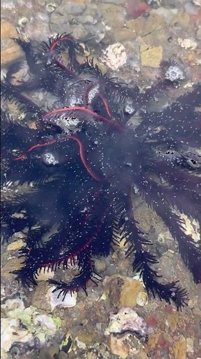 ウミシダとは？不思議な海の生き物を徹底解説【釣り人・磯遊び・ダイビング必見】南紀地方では、潮が引くと稀に見かけることがあります。海の沈生物。