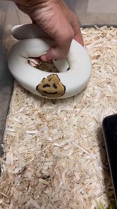 11K views · 3.4K reactions | Have you ever had a snake smile back at you  Remember to smile and have a great day  and remember the Reptile Super Show is coming in January on the 11th and 12th in Pomona CA! Beautiful ball python from @b.n_exotics #reptile #snake #python #ballpython #animals #pets #reptileshow #reptilesupershow #reels | Reptile Super Show | Facebook