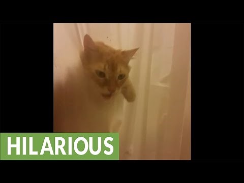 Cat rips through shower curtain for bath time