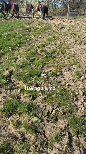 #TrainingHorses #ExercisingHorsesNaturally #MyBestHorses | horses videos