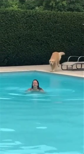 🤩#dog surprisingly jumps into the pool #funny