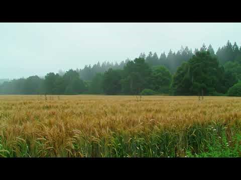 Gentle Summer Rain Falling on Golden Wheat Field – 1 Hour Sleep & Calm