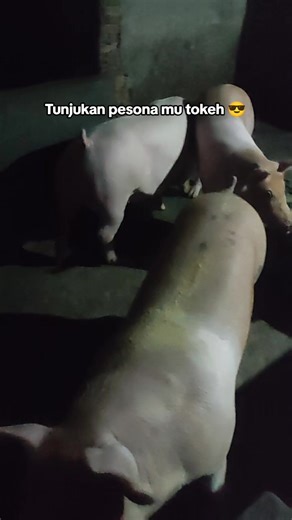 Kasih kerass toke-toke 🤪 #peternakmilenial #peternakbabi #simalungun #pematangsiantar #izin