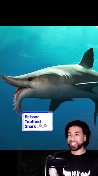 EDESTUS: The Extinct Scissor Toothed Shark ✂️🦈 #sharks #extinctanimals #animalfacts #prehistoricplanet #sharkspecies #biology #marinebiology #dinosaurs #fossils #sharkfacts #sharksoftiktok #nerd #science #animals #sharkweek #megalodon #edestus #extinctsharks