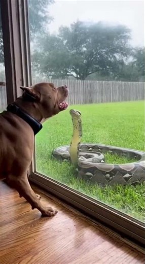 Giant Python Strikes at Glass Door as Bulldog Defends Home!