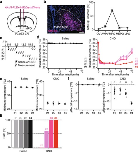 Artificially induced torpor during pregnancy impairs fetal growth in mice - Scientific Reports