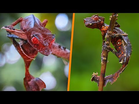 Satanic Leaf-Tailed Gecko - Animal of the Week
