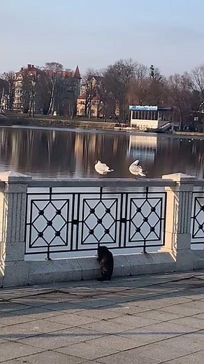 Seagull Poops on Curious Cat || ViralHog