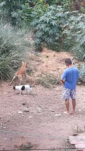 112K views · 1.3K reactions | @zonarural_go Esse cachorro é meio...