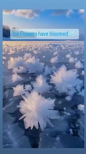 19K views · 396 reactions | Ice flowers - or Frost flowers are found on young sea ice in polar regions. They are a natural phenomena that occurs and the flowers are formed from the water vapours that escapes from the thin layer of the surface ice and when comes in contact with the cold air these vapours crystallize forming these ice flowers. | Fabulous Mom Life | Facebook