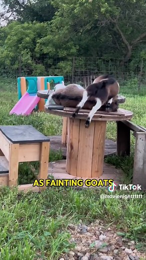 Fainting sheep.#animals #sheep #amazing #funny #interesting #cute #foryou #fyp #tiktok #London