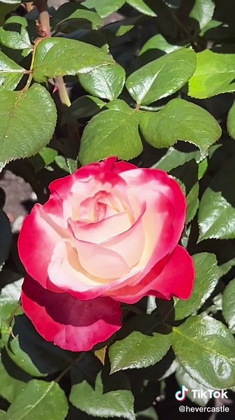 Hever Castle on TikTok