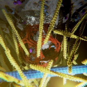 This animation shows the clathrin-mediated endocytosis. Endocytosis is the process in which a cell takes up surrounding material by pinching in parts of the cell membrane and then forming a vesicle. Actin filaments play multiple distinct roles in this process. | Ribosome Studio