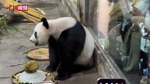 33K views · 7.2K reactions | Giant panda Shu Lin got a customized fruit dish and a durian for its 16th #birthday at the Liuzhou Zoo in Guangxi Zhuang Autonomous Region. #giantpanda | China News 中国新闻网 | Facebook