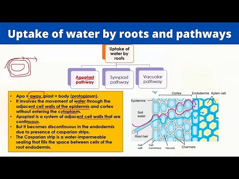 Uptake of water by roots and pathways | Symplast, Apoplast and Vacuolar pathways