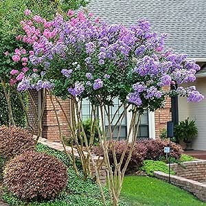 CHUXAY GARDEN Lilac Crape Myrtle Tree-Lagerstroemia 35 Seeds Privacy Plant Purple Wonder Striking Landscaping Plant Great for Garden