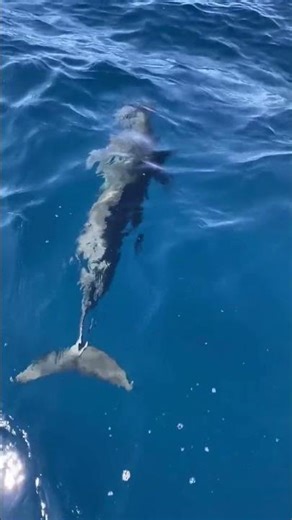 The Mysterious Bloop The Loneliest Sound in the Ocean 🌊🔊 Science Short #viralshorts