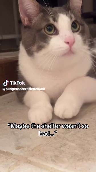 Adoption Journey of a Shelter Dog