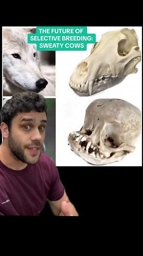 Selective Breeding & Climate Change: Sweaty Cows #sciencetok #evolution #biology #learnontiktok #edutok #stem #genetics #farming #ranching #cattle #cow #brangus #pug #dogs #science #climatechange #biohacking