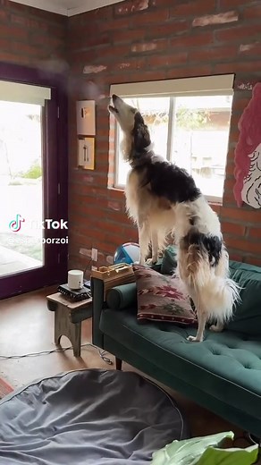Hilarious Borzoi Compilation: Funny Dogs in Action