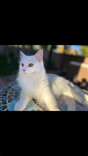 Aurora the Great: The Charming Turkish Angora Cat